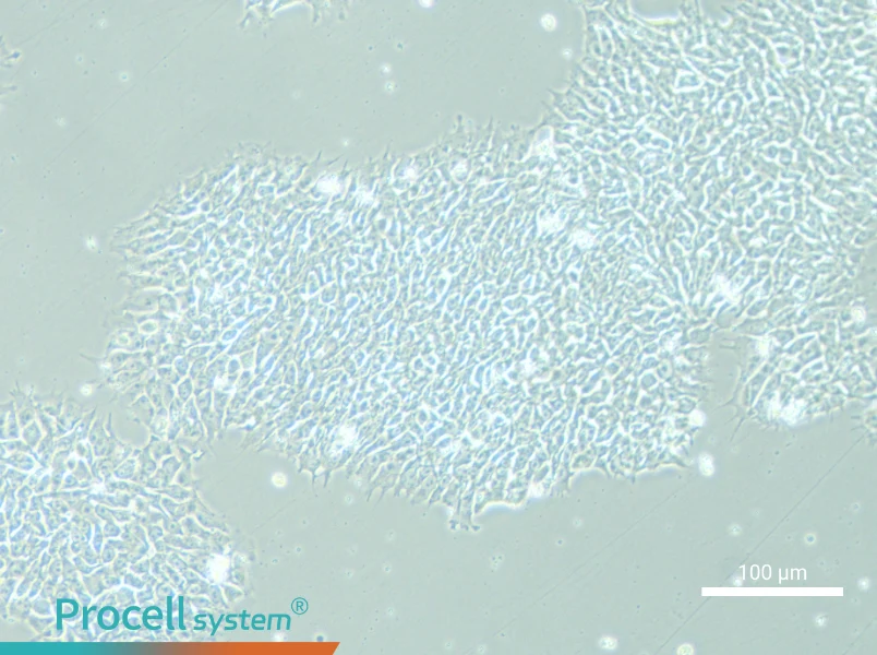 DYR0100 Cell Complete Medium