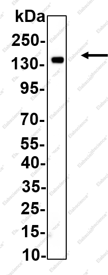 Recombinant SHIP-1 Monoclonal Antibody - 1