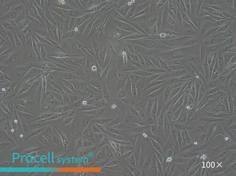 SW962 (DMEM) Cell Complete MediumSW962 (DMEM) Cell Complete Medium - 3