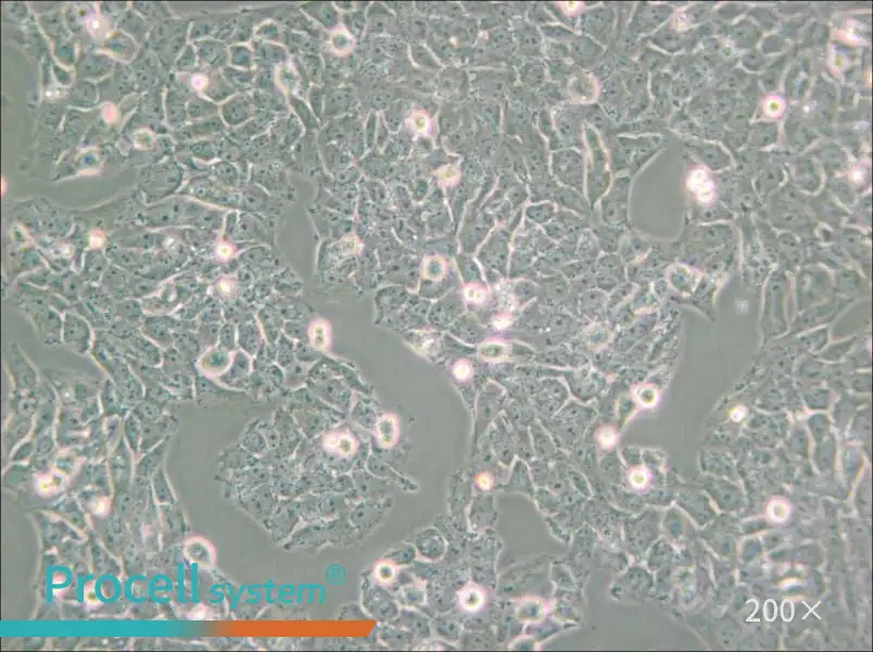 SK-N-AS Cell Complete Medium - small - 5