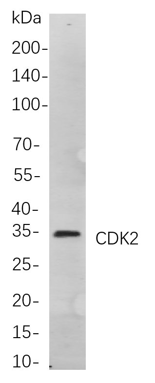Recombinant CDK2 Monoclonal Antibody-searchlist-1