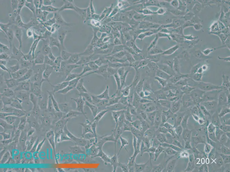 MPC-5 Cell Complete Medium - small - 5