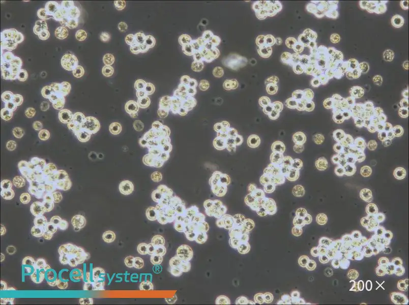 Akata Cell Complete Medium - 6