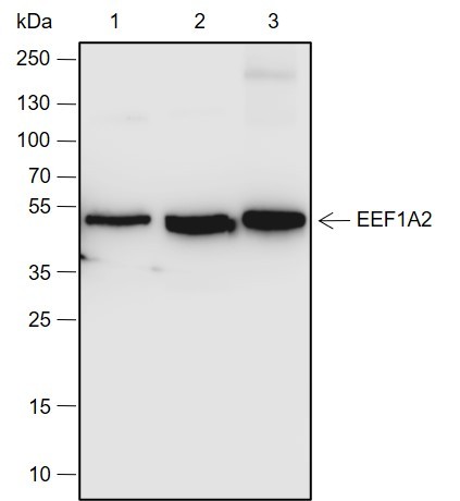 Recombinant eEF1A2 Monoclonal Antibody - small - 2