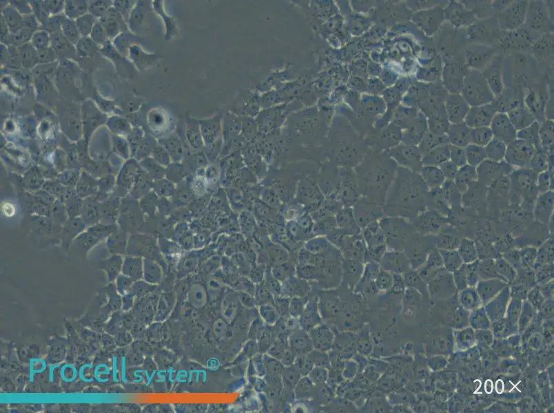 FaDu Cell Complete Medium - small - 4