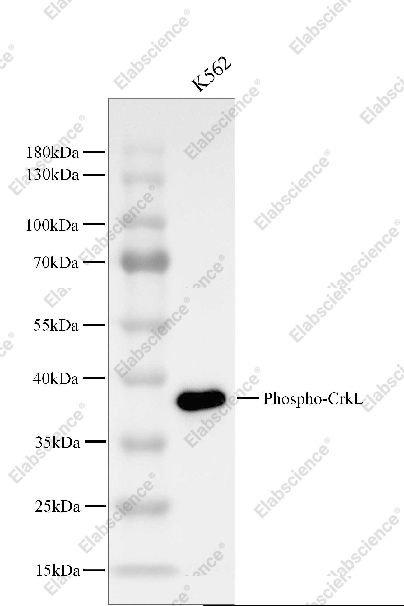 Recombinant Phospho-CrkL (Tyr207) Monoclonal Antibody - 1