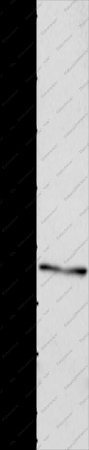Connexin 47 Polyclonal Antibody - 1