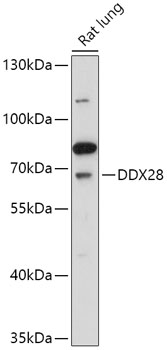 Western blot analysis of extracts of Rat lung using DDX28 Polyclonal Antibody at 1:1000 dilution.