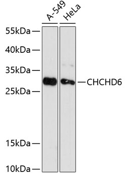 Western blot analysis of extracts of various cell lines using CHCHD6 Polyclonal Antibody at dilution of 1:3000.