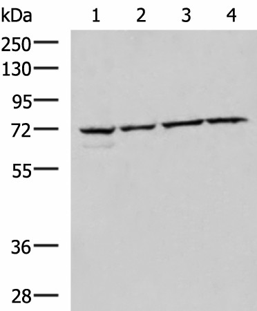 Western blot analysis of 293T Raji Jurkat HepG2 cell lysates  using CBFA2T2 Polyclonal Antibody at dilution of 1:1000