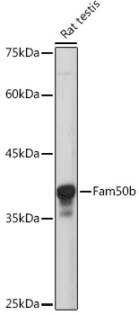 Western blot analysis of extracts of Rat testis using Fam50b Polyclonal Antibody at 1:1000 dilution.