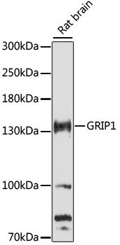 Western blot analysis of extracts of rat brain using GRIP1 Polyclonal Antibody at 1:3000 dilution.