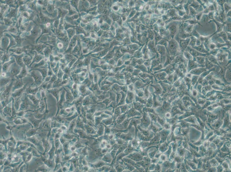 CAL-33 Cell Complete Medium - small - 6