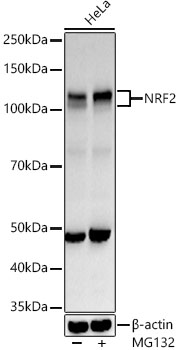 Western blot analysis of various lysates using NRF2 Polyclonal Antibody at ARC50393-02 dilution.HeLa cells were treated by MG132 (50 uM) at 37°C for 90 minutes.