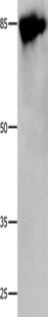 Western Blot analysis of 293T cell using Caldesmon Polyclonal Antibody at dilution of 1:800