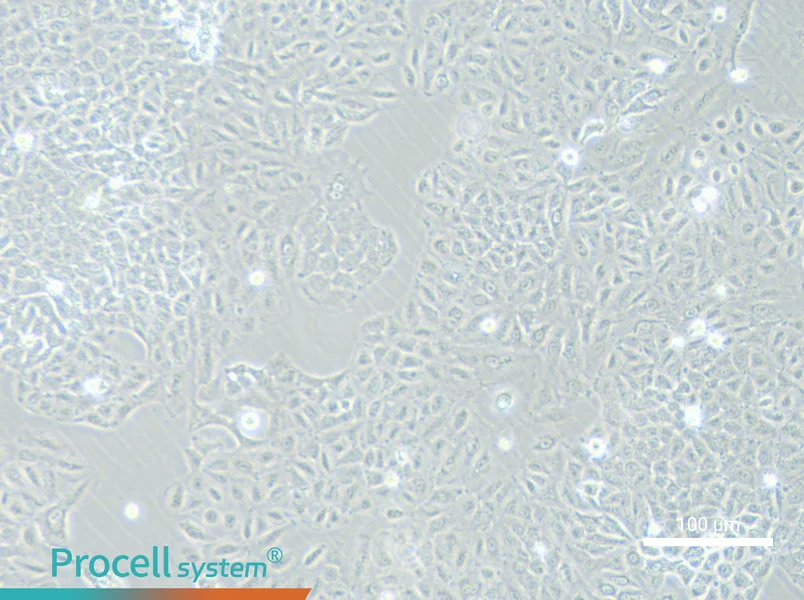 A549-GFP - 1