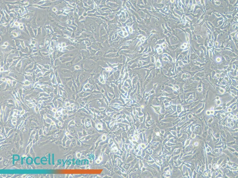 HCCC-9810 Cell Complete Medium - 2