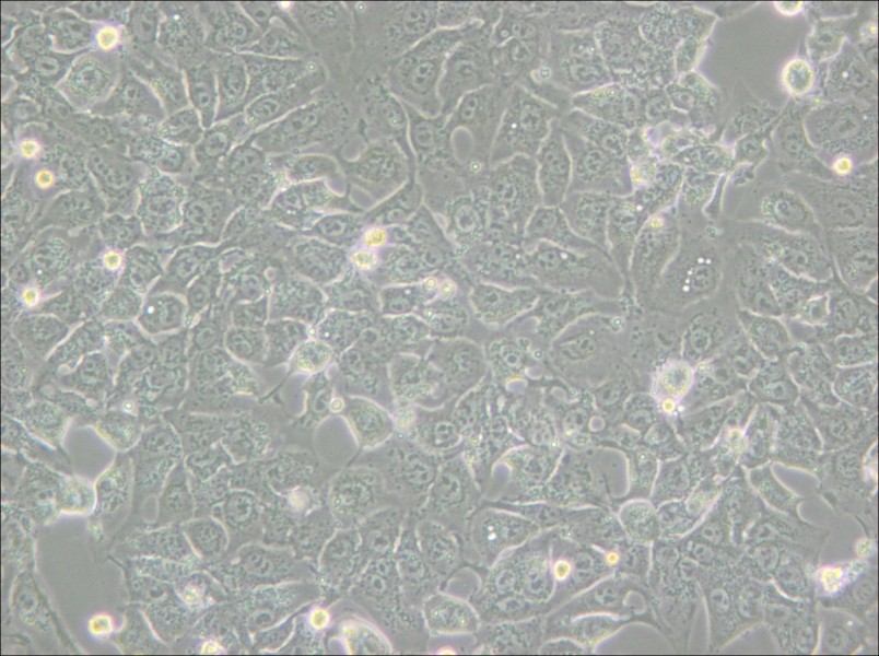 BHT101 Cell Complete Medium - 5