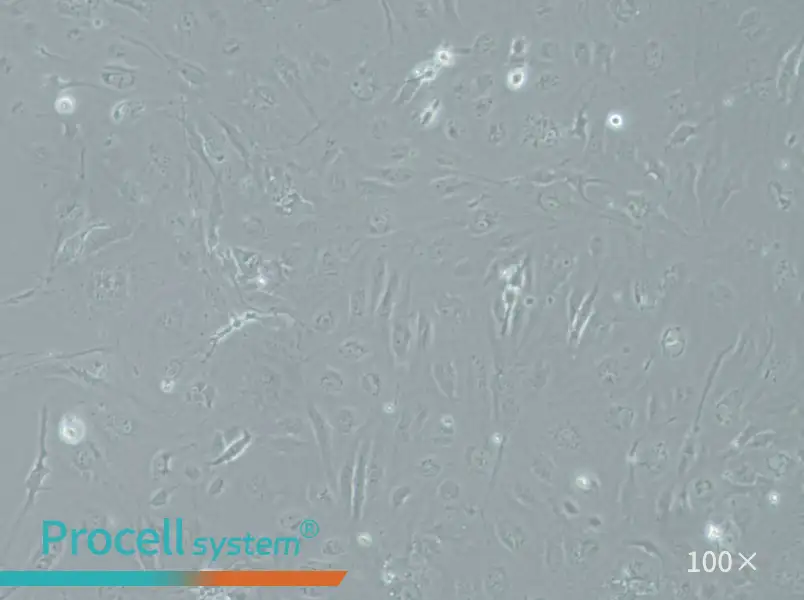 SRA01/04 Cell Complete MediumSRA01/04 Cell Complete Medium - 2