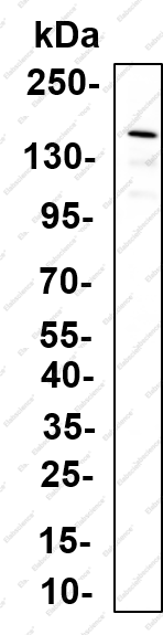 Recombinant PLC γ2 (Phospho Tyr1217) Monoclonal Antibody - 1