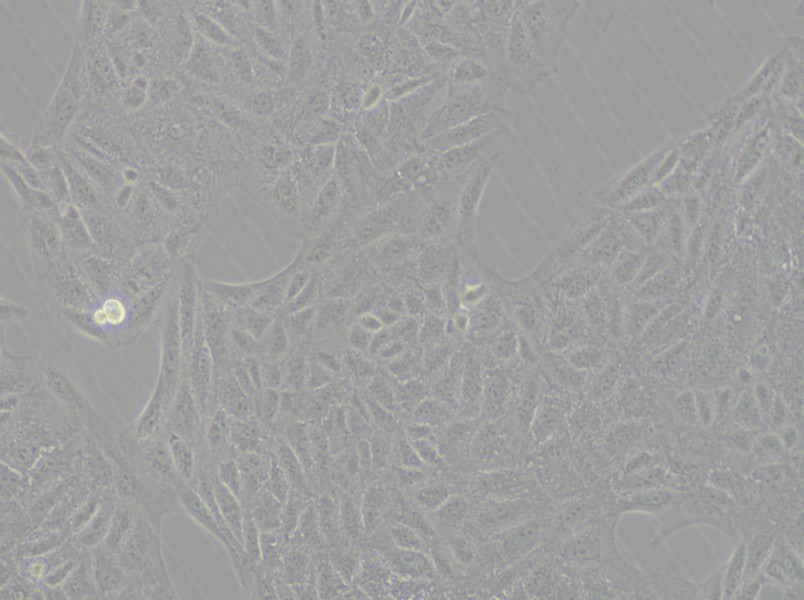 CV-1 Cell Complete Medium - small - 6