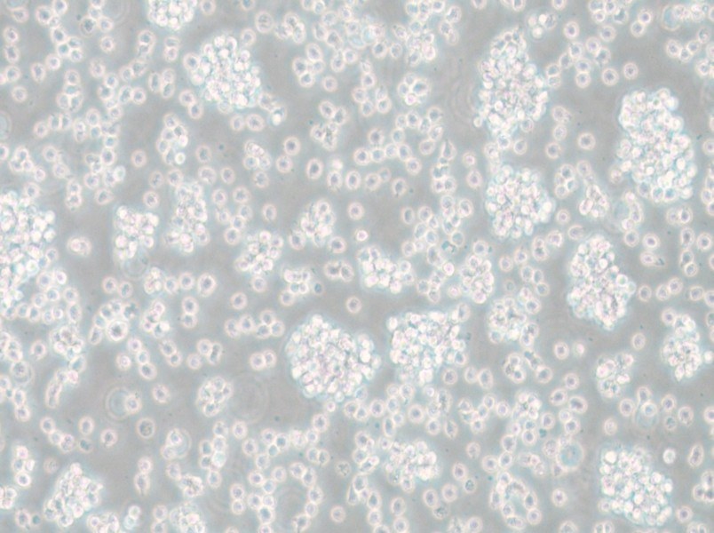 SU-DHL-6 Cell Complete Medium - small - 6