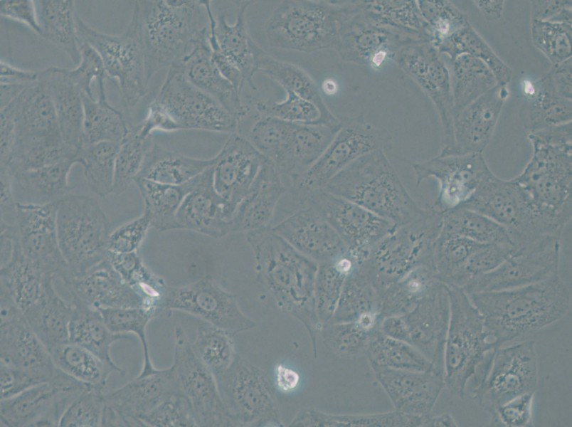 OAW42 Cell Complete Medium - 4