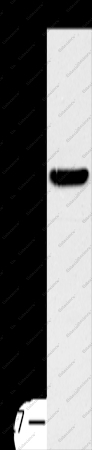 TM7SF2 Polyclonal Antibody - 1