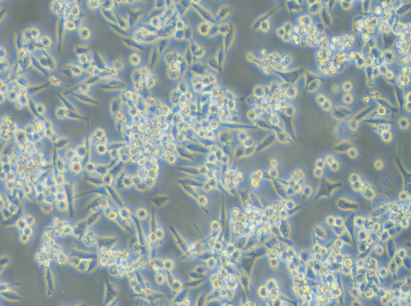 MKN-45 Cell Complete Medium - small - 6