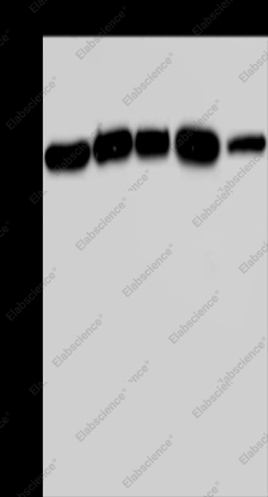 AGFG1 Polyclonal Antibody - 1