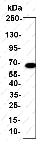 Recombinant GBA Monoclonal Antibody - 1