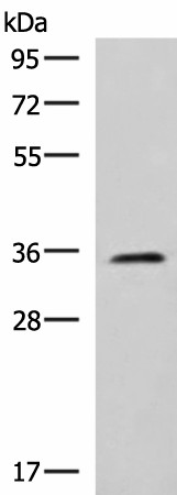 Western blot analysis of K562 cell lysate  using JAM3 Polyclonal Antibody at dilution of 1:1000