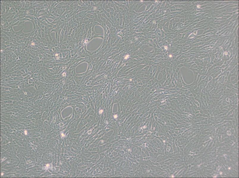 GC-1 spg Cell Complete Medium-searchlist-1