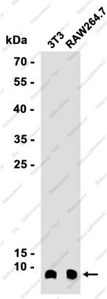 Recombinant UFM1 Monoclonal Antibody - 2