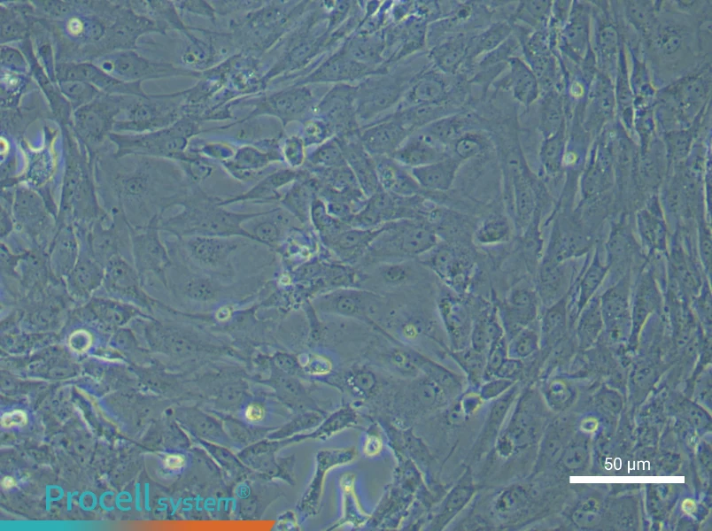 Mouse Intestinal Smooth Muscle Cell Complete Medium - 4
