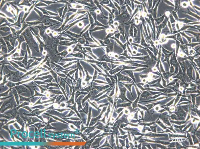 WM-266-4 Cell Complete Medium - 4