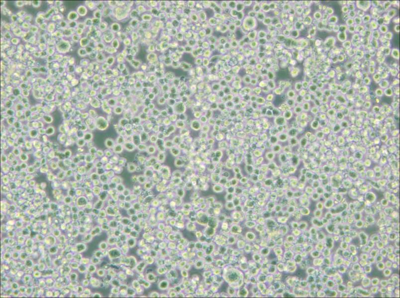 RPMI 8226 Cell Complete Medium - small - 7