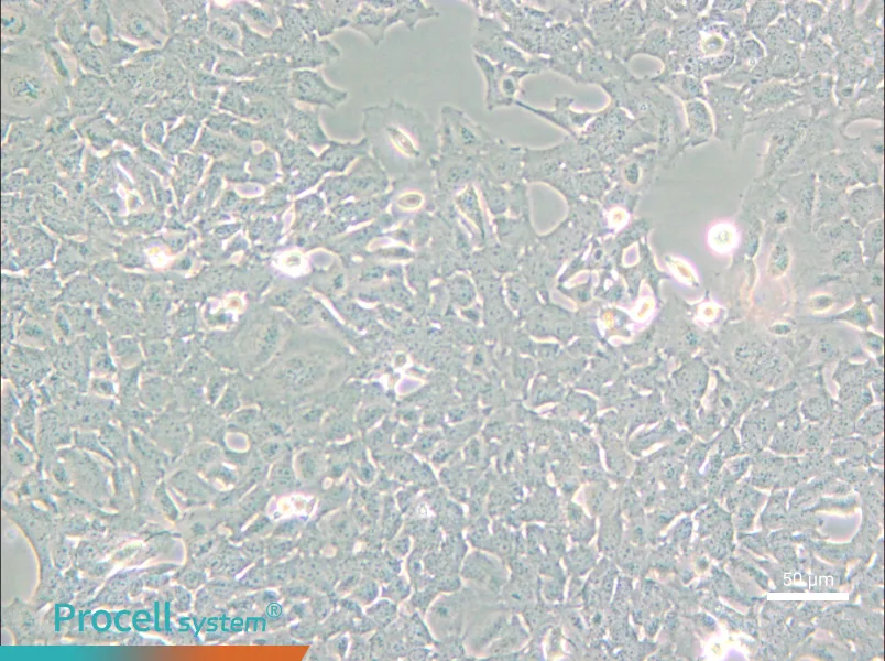HC11 Cell Complete Medium - small - 5