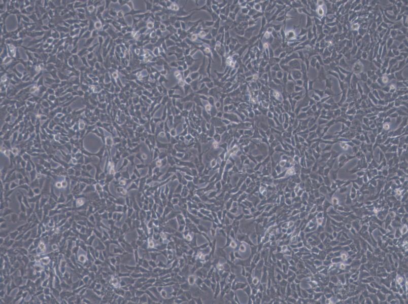 CHL Cell Complete Medium-searchlist-1