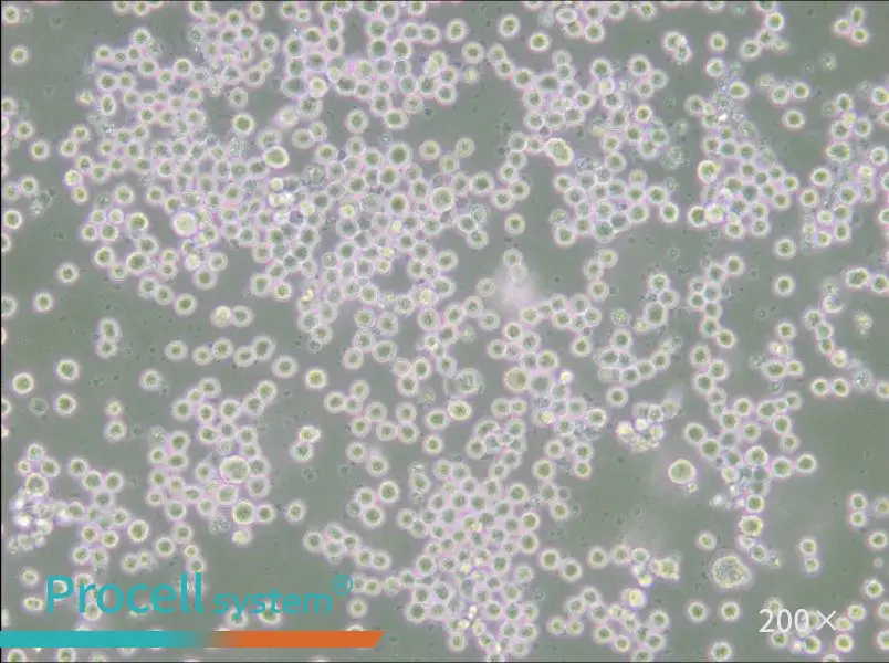 35.1 Cell Complete Medium - small - 4