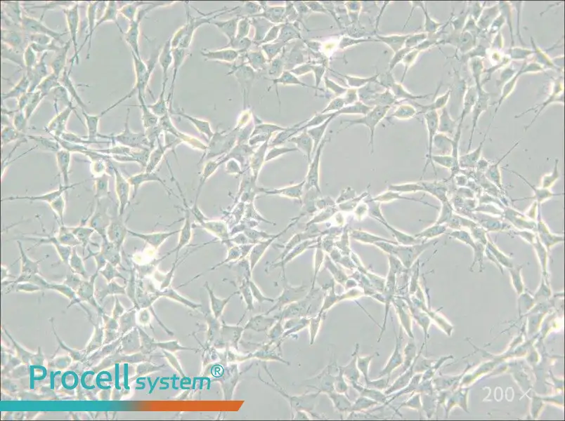 RG2[D74] Cell Complete Medium - 4