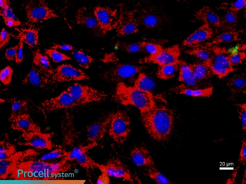 Mouse Thymic Epithelial Cell Complete Medium - 2