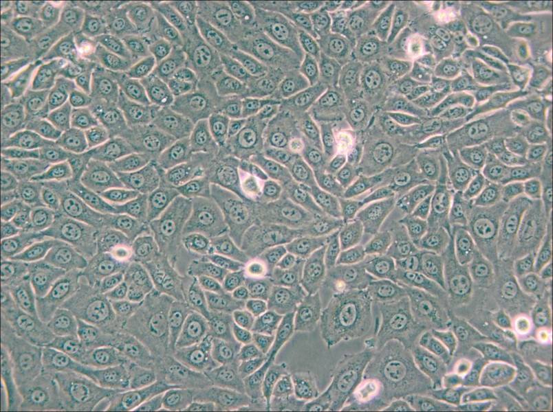 EMT6 [EMT-6] Cell Complete Medium - small - 5