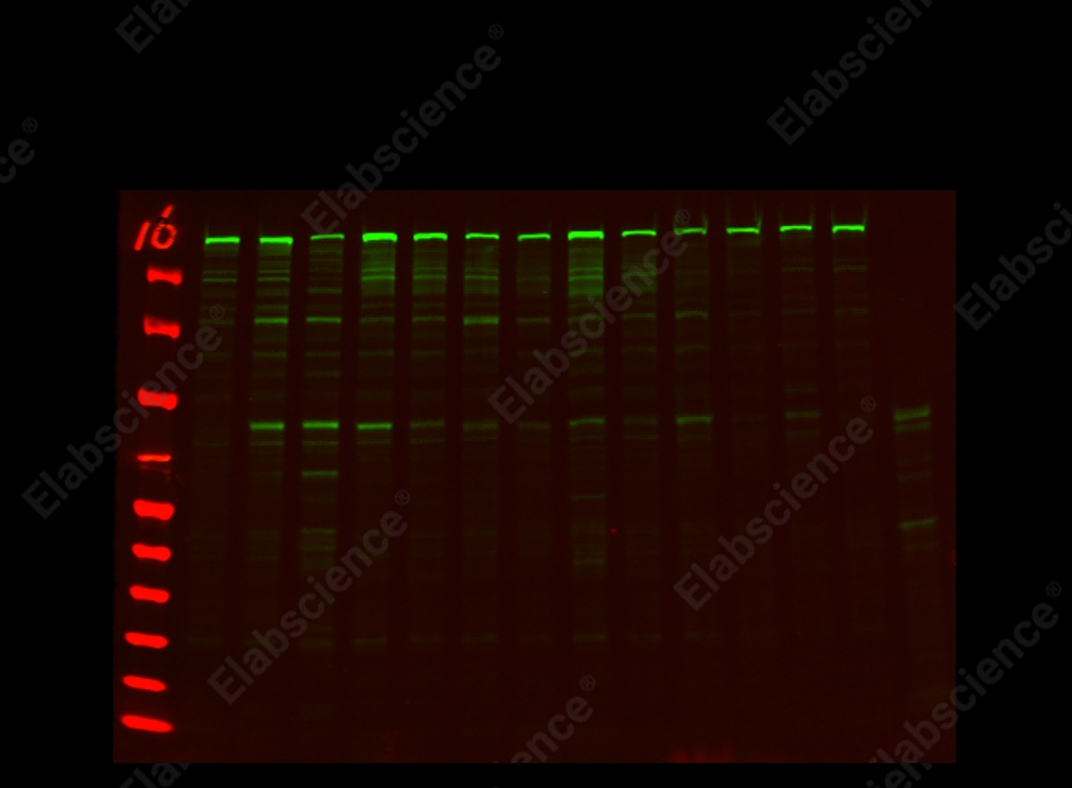 Recombinant mTOR Monoclonal Antibody - 1
