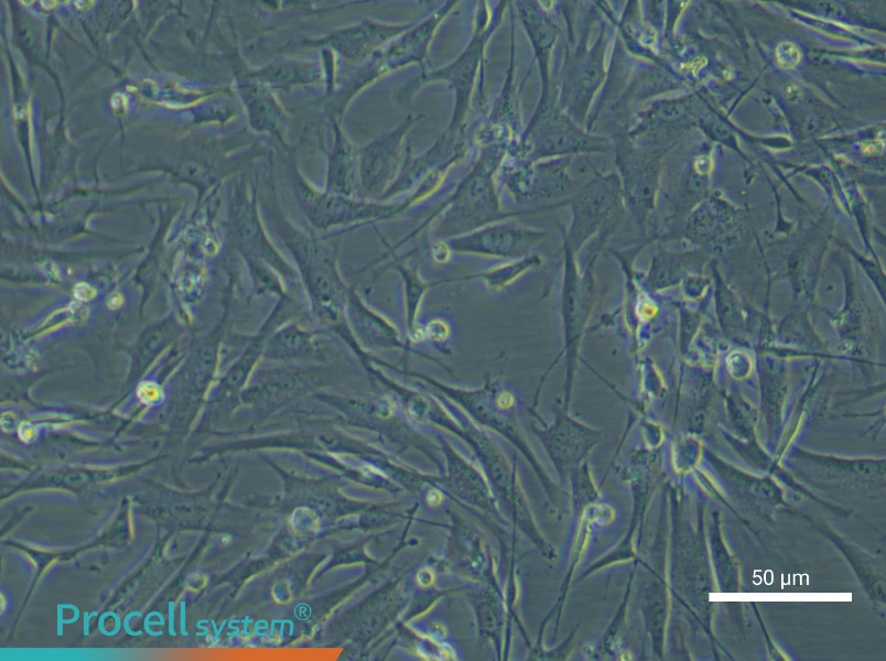 Mouse Brown Preadipocyte Complete Medium - 4