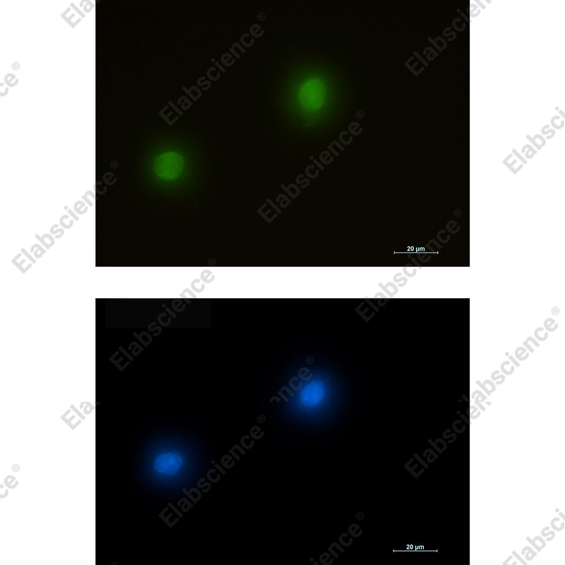 Recombinant ERK2 Monoclonal Antibody - 3