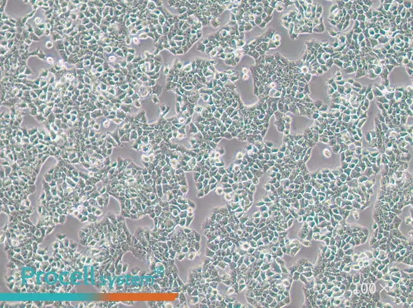 RH-35 Cell Complete MediumRH-35 Cell Complete Medium - 3