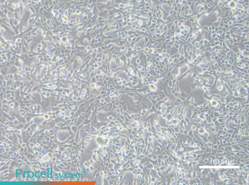 MFM-223 Cell Complete MediumMFM-223 Cell Complete Medium - 3