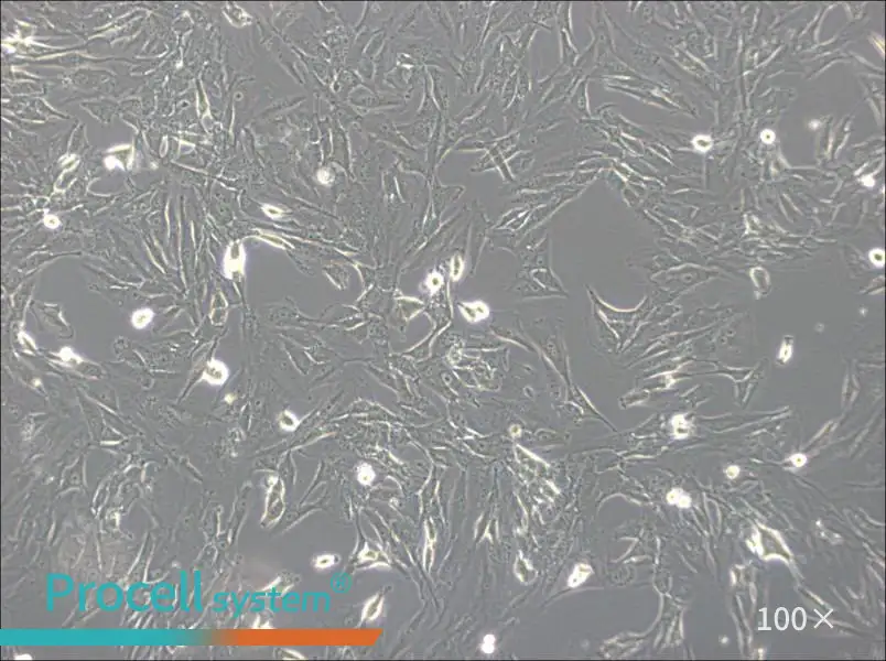 SW1783 (L15) Cell Complete Medium - 1
