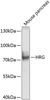 Western blot analysis of extracts of mouse pancreas using HRG Polyclonal Antibody at 1:1000 dilution.